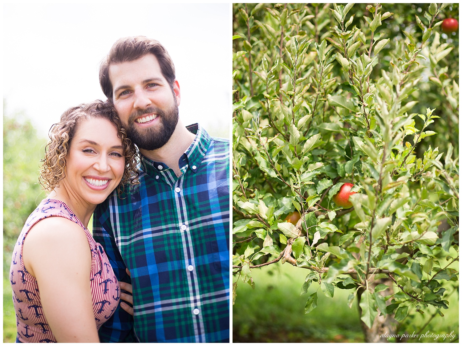 close up of apple tree