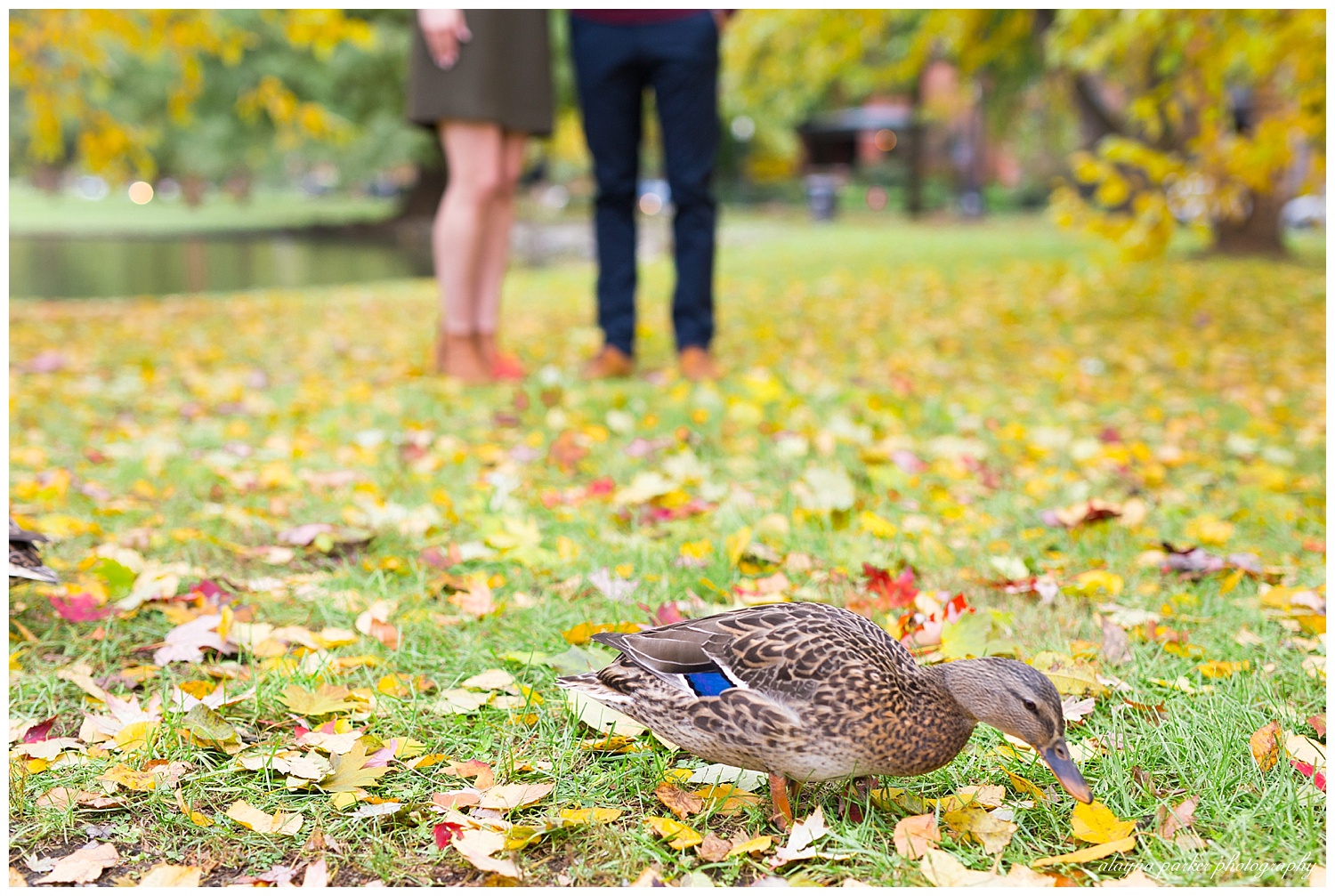 duck walking through leaves at schiller park in german village