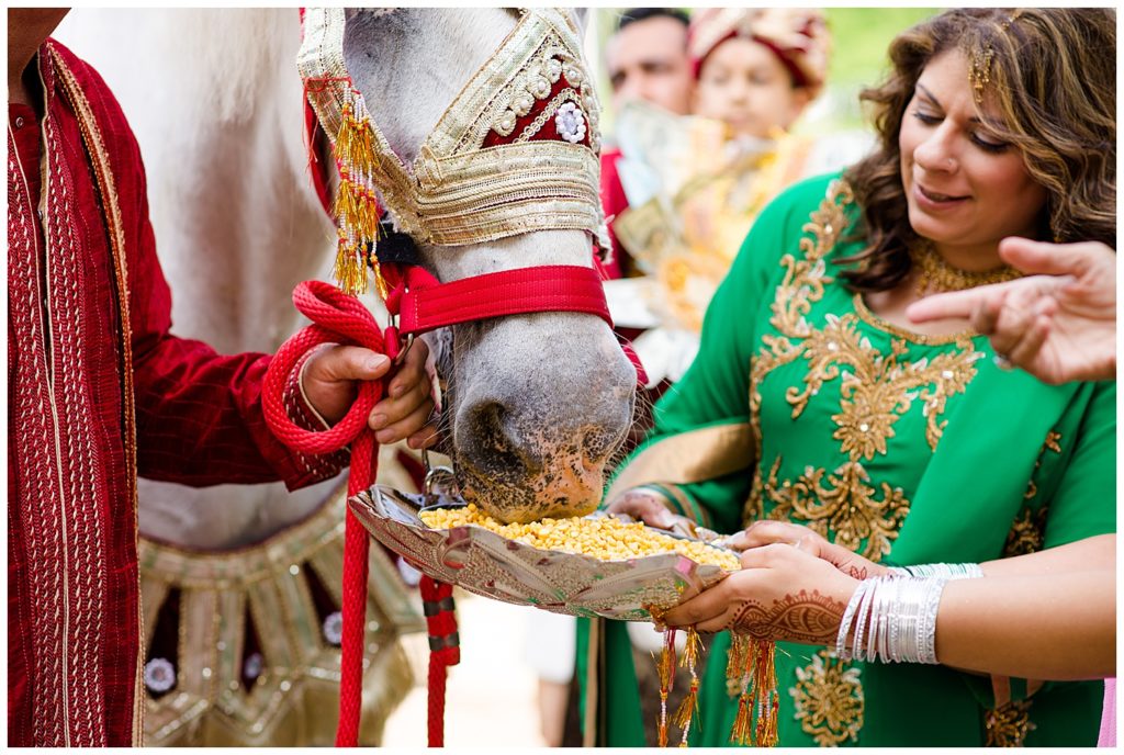 sister of groom feeding white horse for baraat